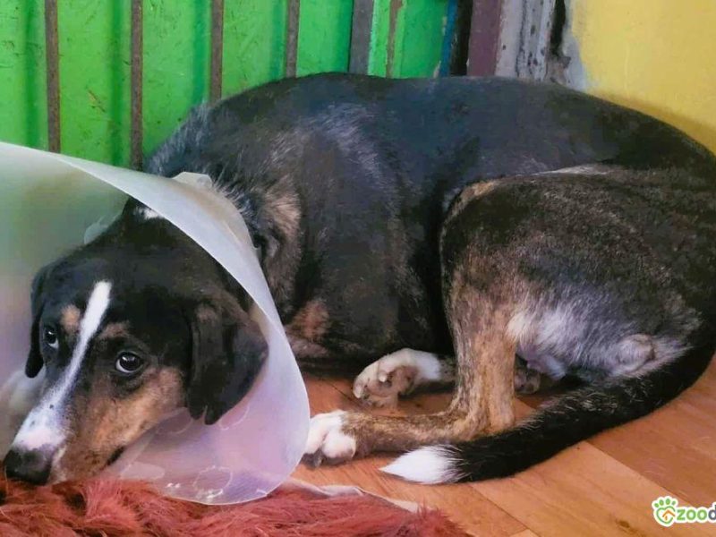 KRESKA - wrażliwa, biedna sunia szuka domu