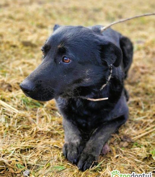 JAGÓDKA - mini labradorka szuka super domu