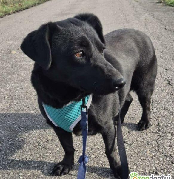 BIBI - 2 lata czeka na dom, ADOPTUJ PROSZĘ!