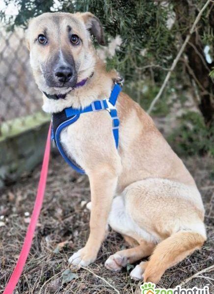 NORA - psie dziecko szuka najlepszego domu