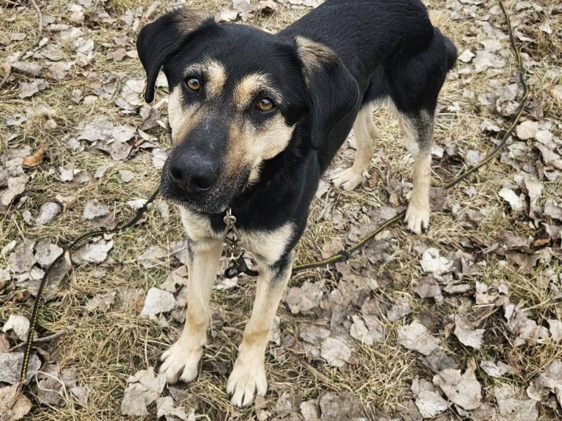 Cukierek – psiak do schrupania