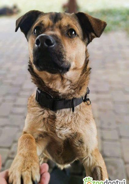 BOLEK i LOLEK - cudne psiaczki szukają domów