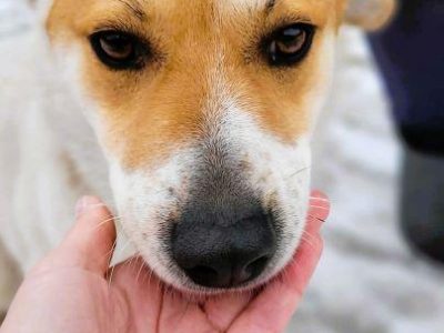 ZUZU - młodziutki, łagodny psiak szuka domu