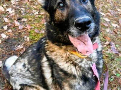 WOJTUŚ - cudowny owczarek szuka najlepszego domu