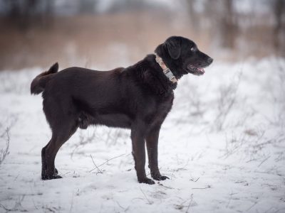 Portos - łagodny, przyjazny psiak w typie labka