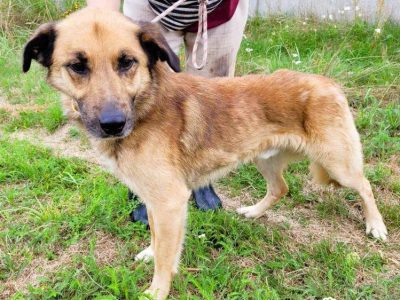 KUBUŚ - zaniedbany, kochany pro ludzki psiak do adopcji