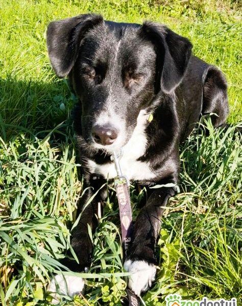 KORSA - niewidoma sunia, która kocha ludzi szuka super domu