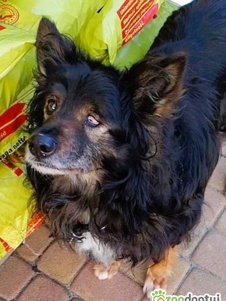 ROMUŚ - staruszek porzucony na opuszczonej posesji, ADOPTUJ