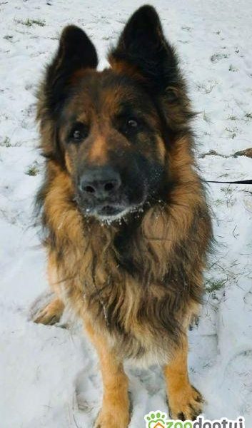 RAMBO - piękny owczarek niemiecki szuka domu