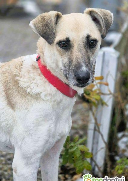 NOA - spragniona uwagi człowieka, kochana sunia szuka domu