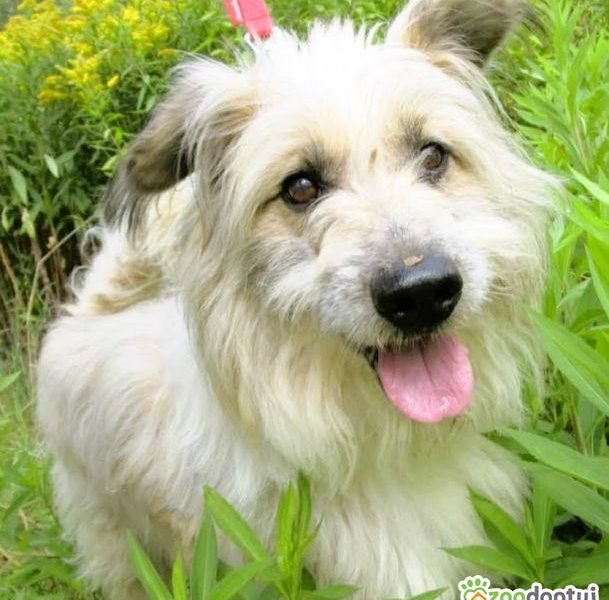 FIL-niewidomy, kochany psiak, nie pozwól mu wrócić za kraty!