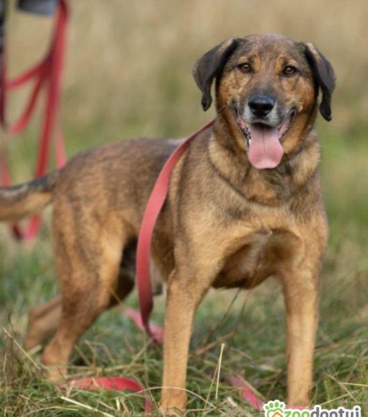 BODZIO - niezwykły, kochany psiak, którego nikt nie chce...