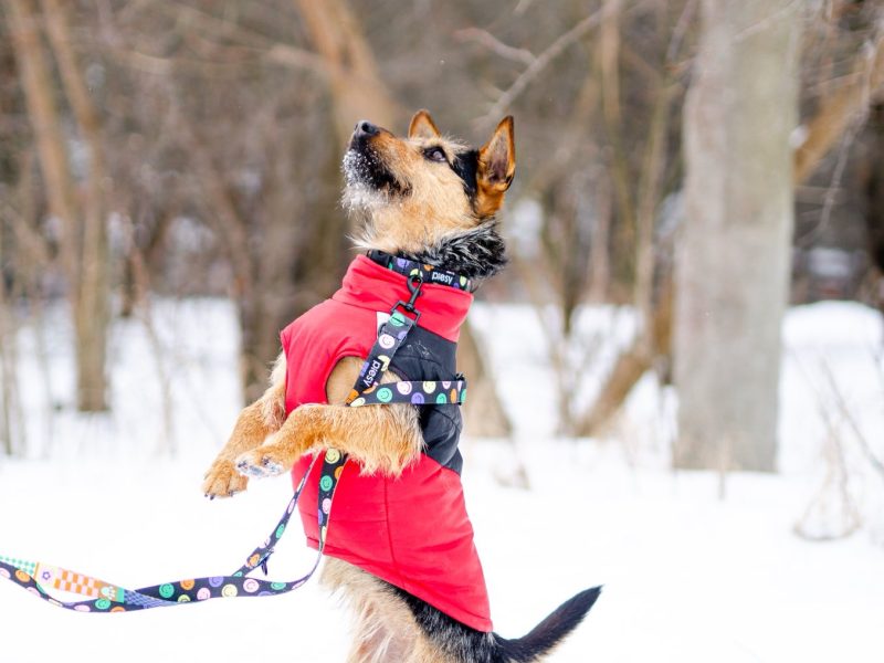Roxi - młoda, niekonfliktowa, niewielka suczka