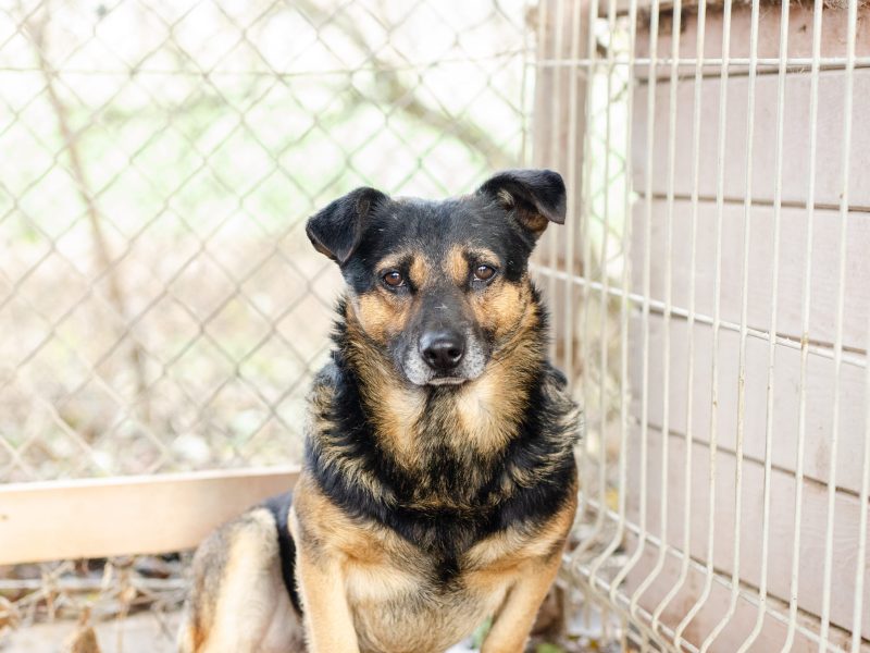 Edek - nieduży psiak o wielkim sercu do pokochania