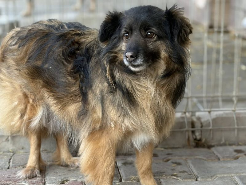 Szprycha - delikatna, nieśmiała sunia szuka domu!