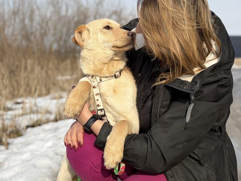 Goldi - wesoły szczeniak w typie labradora