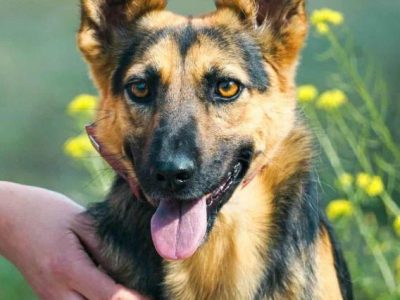 NIKA - cudowna, wrażliwa sunia szuka super domu