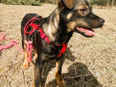 BOLUŚ - skrzywdzone psie dziecko szuka domu