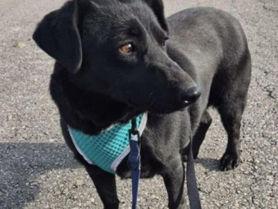 BIBI - 2 lata czeka na dom, ADOPTUJ PROSZĘ!