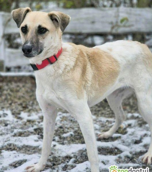 NOA - spragniona uwagi człowieka, kochana sunia szuka domu