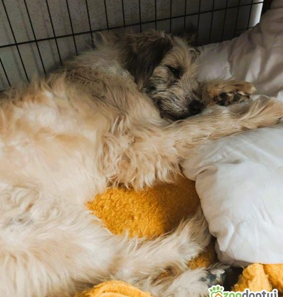 FIL-niewidomy, kochany psiak, nie pozwól mu wrócić za kraty!