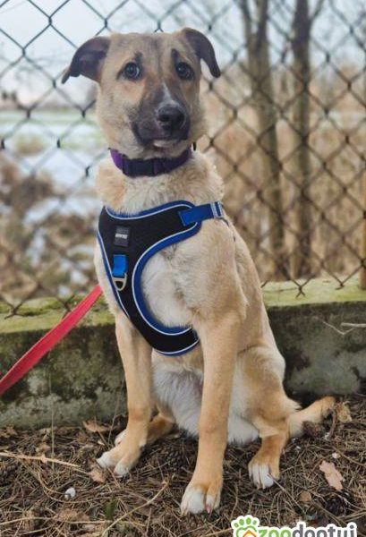 NORA - psie dziecko szuka najlepszego domu