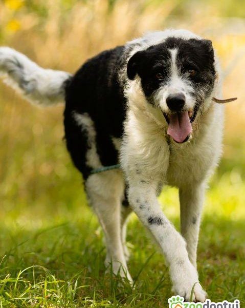 DONALD - piękny psiak w typie wyżła/wilczarza szuka domu