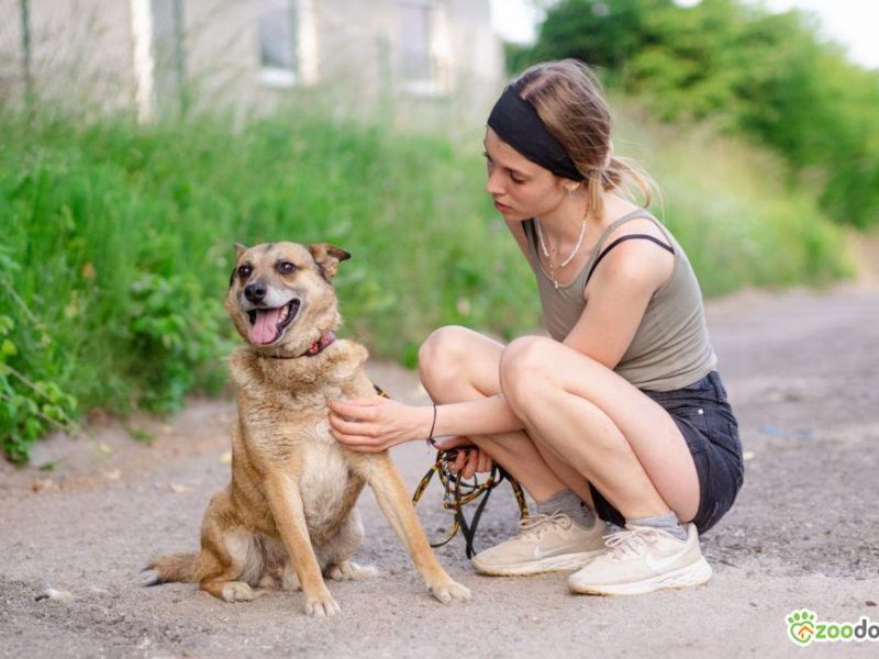 Tores - przekochany, niekonfliktowy psiak do adopcji