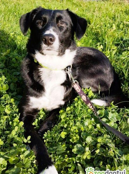 KORSA - niewidoma sunia, która kocha ludzi szuka super domu