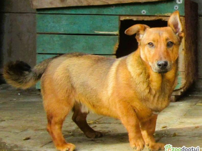 FADO - niewielki, porzucony psiak, ADOPTUJ!