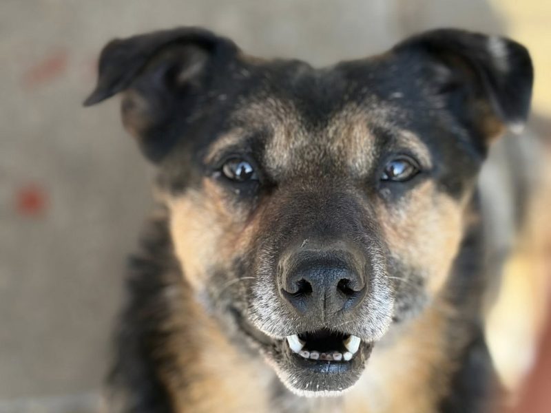 Edek - nieduży psiak o wielkim sercu do pokochania