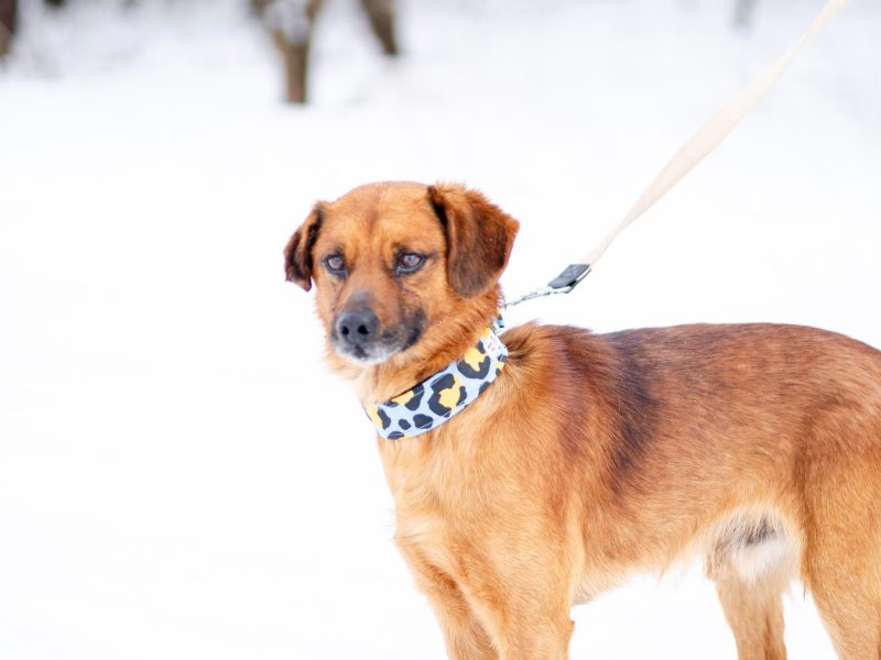 Korek - prawdziwy pies na medal!