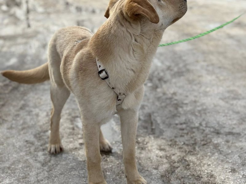 Goldi - wesoły szczeniak w typie labradora