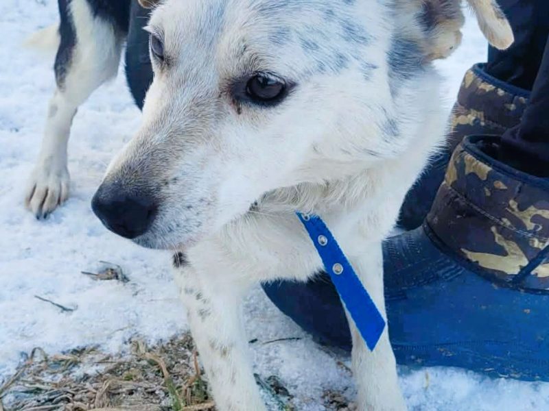 BALU - kochany psiak traci nadzieję w schronisku