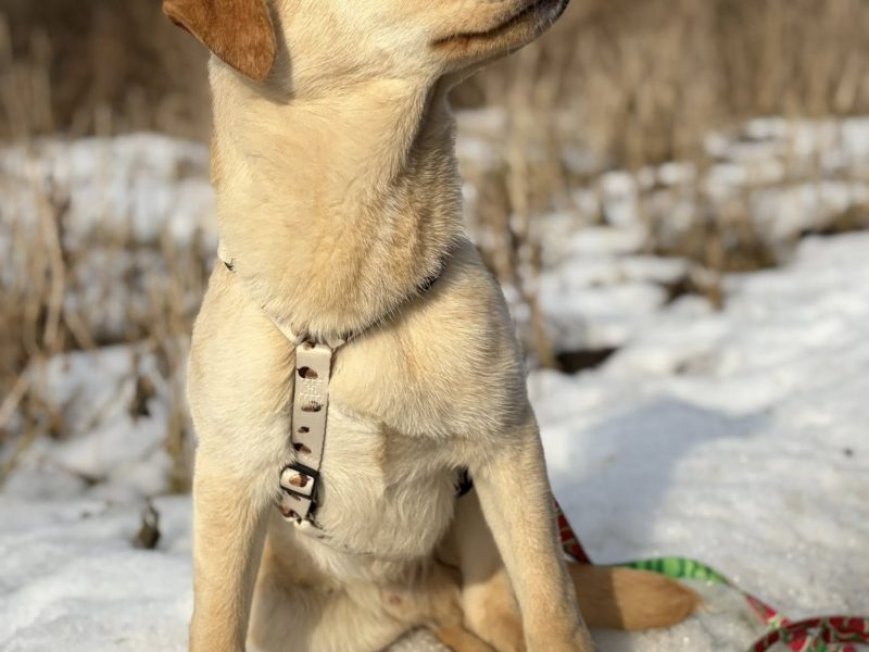 Goldi - wesoły szczeniak w typie labradora