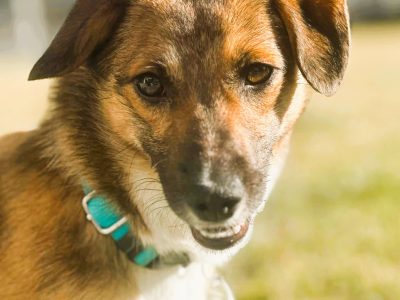 CELINKA - mała, kochana sunia szuka najlepszego domu