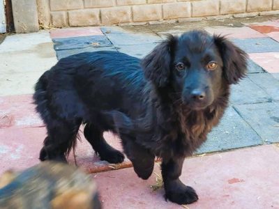 TOLA - mała, skrzywdzona sunia szuka najlepszego domu