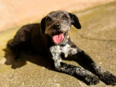 MISIA - cudowna sunia szuka super domu