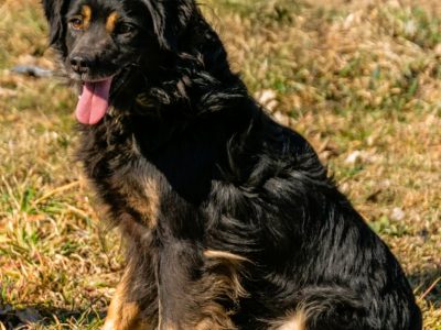 LIZAK - cudowny, pro ludzki psiak błaga o dom