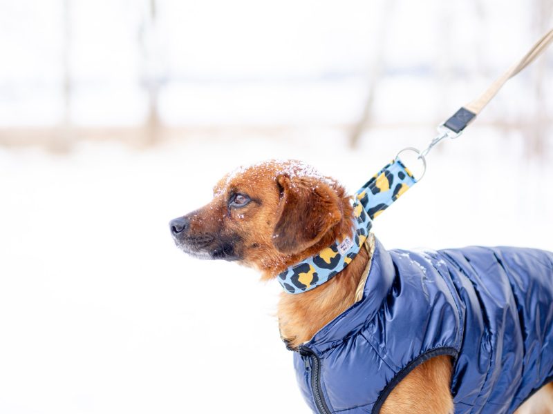 Korek - prawdziwy pies na medal!