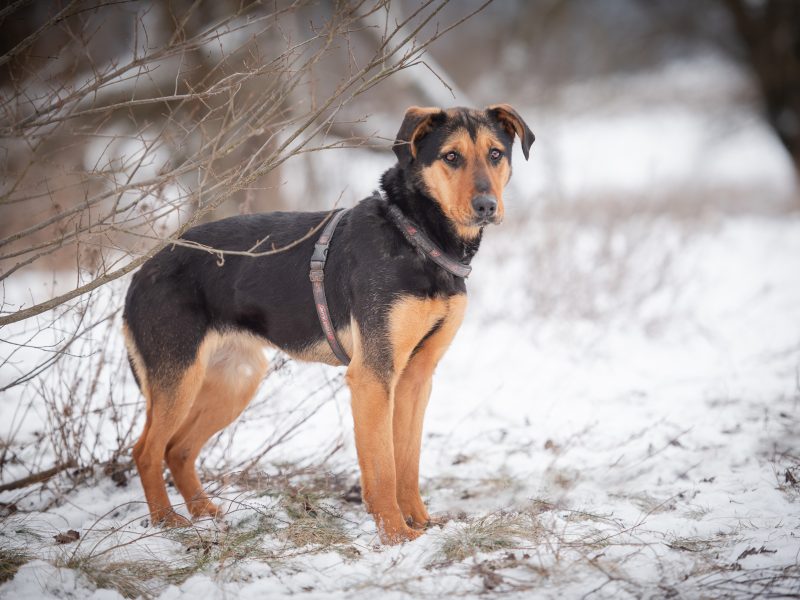 Felicja - psi anioł szuka domu na zawsze!