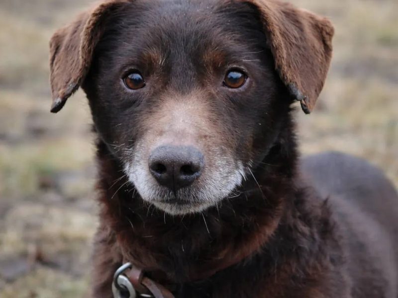 Uroczy niskopodwoziowy psiak Pimpek