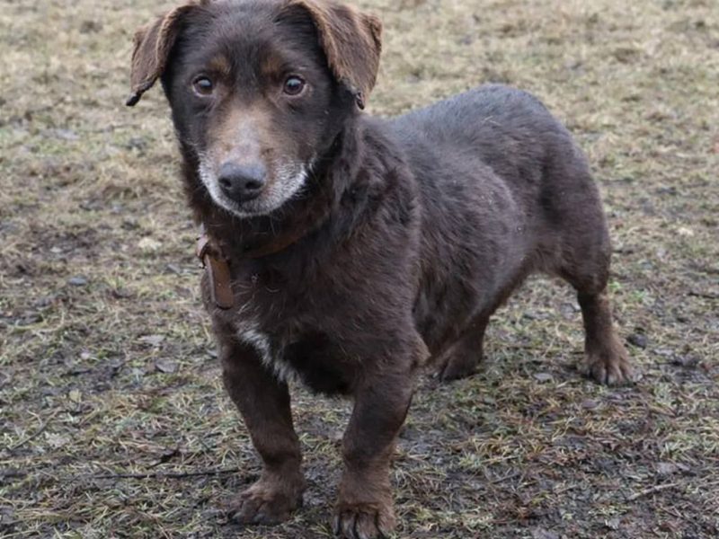 Uroczy niskopodwoziowy psiak Pimpek