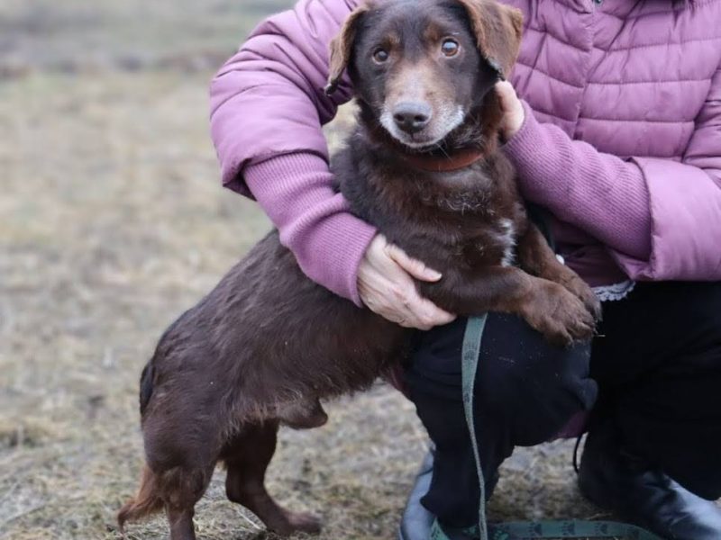 Uroczy niskopodwoziowy psiak Pimpek