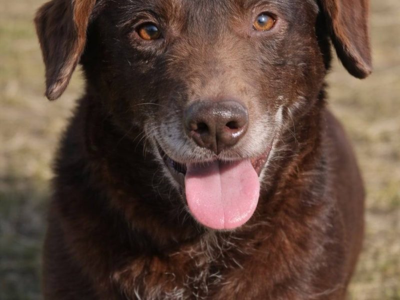 Uroczy niskopodwoziowy psiak Pimpek