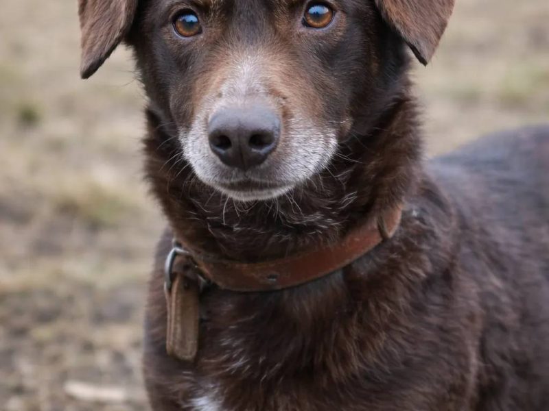 Uroczy niskopodwoziowy psiak Pimpek