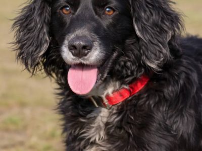 Kudłaty Wicher szuka domu!