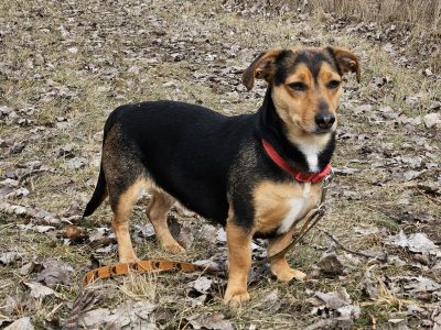 Delikatna młoda niskopodwoziowa Luna