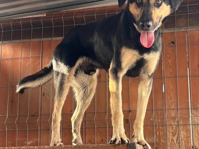 Cukierek – psiak do schrupania