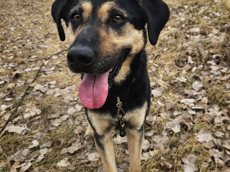 Cukierek – psiak do schrupania